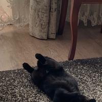 Сережа Розен